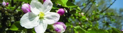 Apple tree flowers