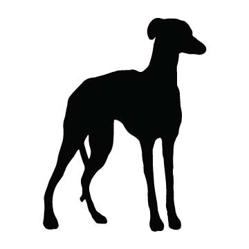 Dog (Greyhound)