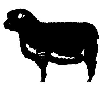 Sheep (Black)