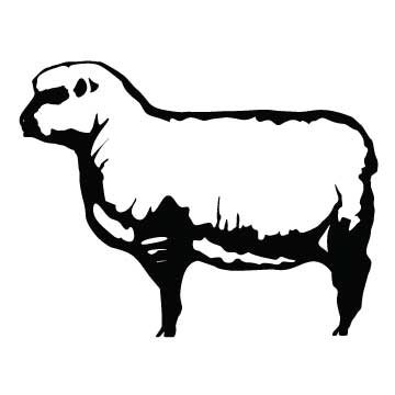 Sheep