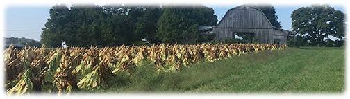 Tobacco Field