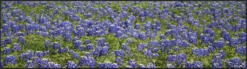 Bluebonnet